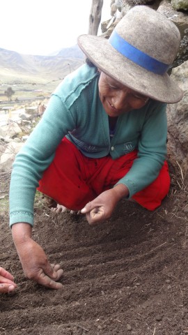 1Siembra semillas verduras