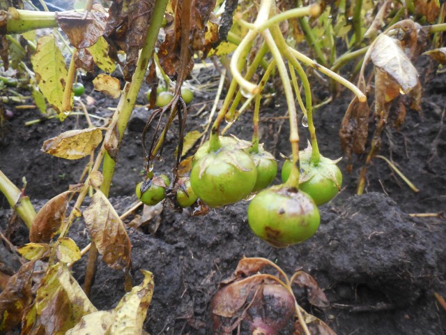 1 Makunku bayas en parcela