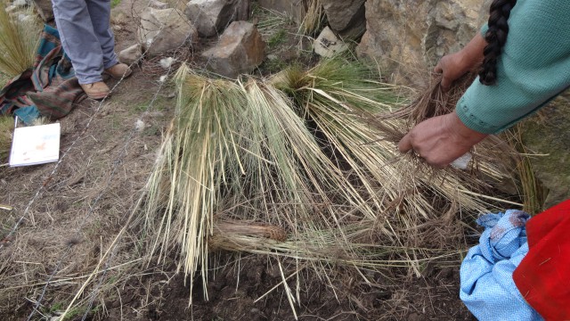 2Preteger semilla paja