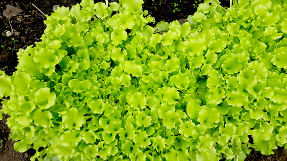 3. Calatacata huerto lechugas