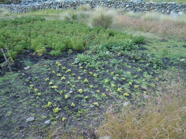3Verduras costado parcela