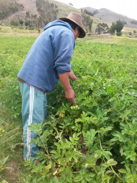 3 Paulino cosecha makunku