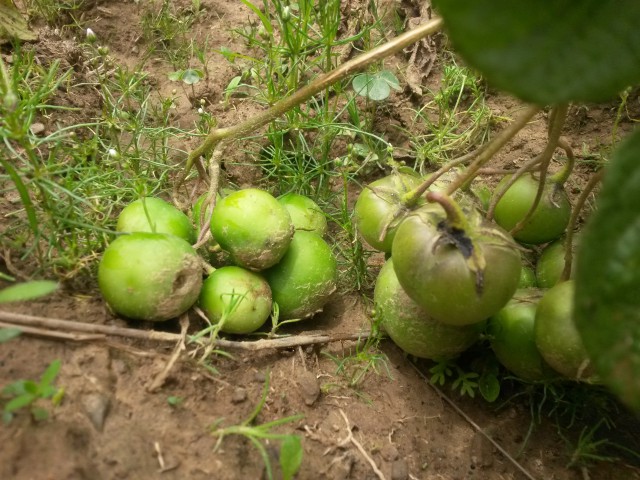 4 makunku en parcelas yura