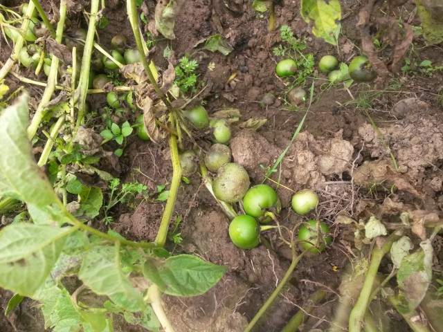 6 Así crece makunku