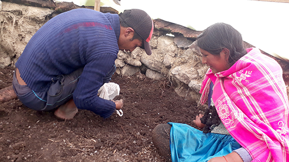 6 Calatacata huerto pareja sembrando hortalizas