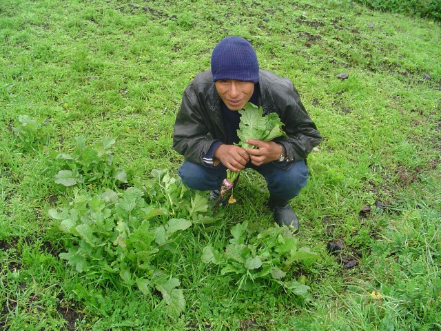 6cosecha nabos chillavi