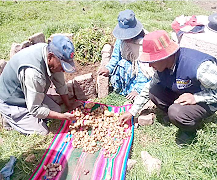 Anapa Seleccionando makunku web