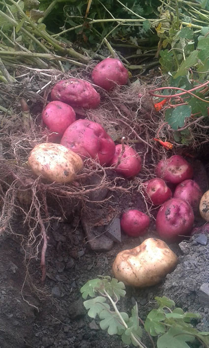 Cosecha NPotosí papa nueva