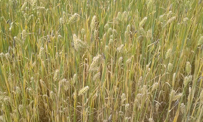 Cosecha Trigo Norte potosi