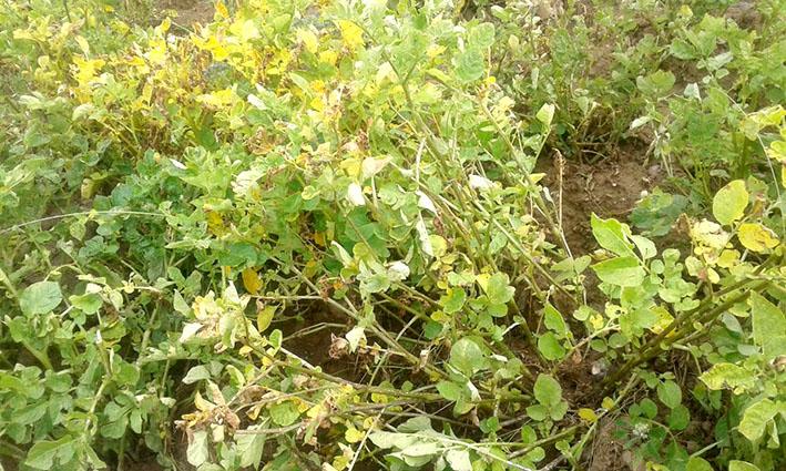 Cosecha papa imilla o Sallchi 