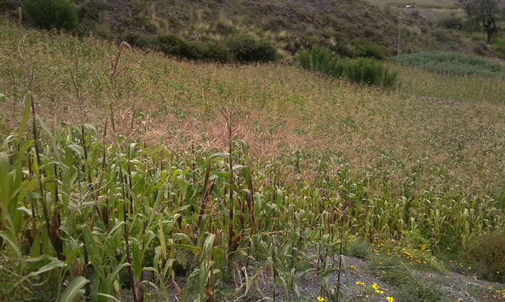 Cosechas NPotosi Maíz