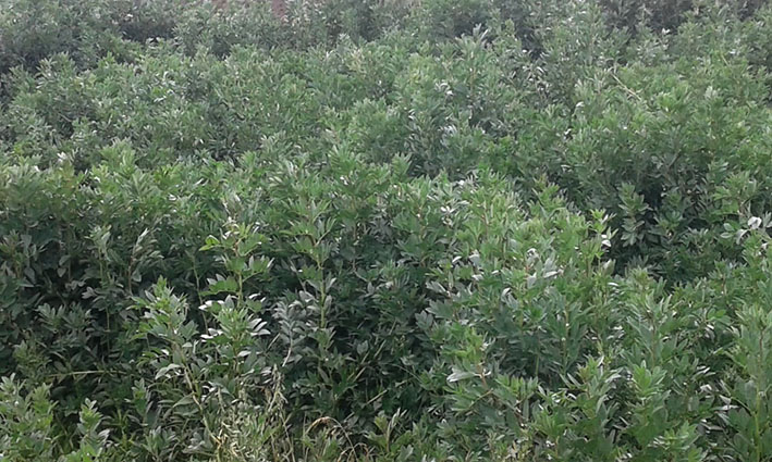 Cosechas NPotosí Haba