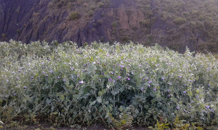 Cosechas NPotosí arvejas