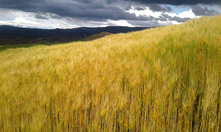 Cosechas NPotosí cebada