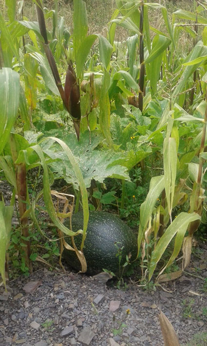 Cosechas NPotosí lacayote