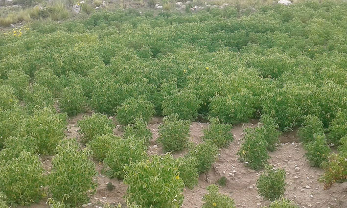 Cosechas NPotosí ocas