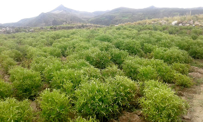 Cosechas papa riñuna NPotosí