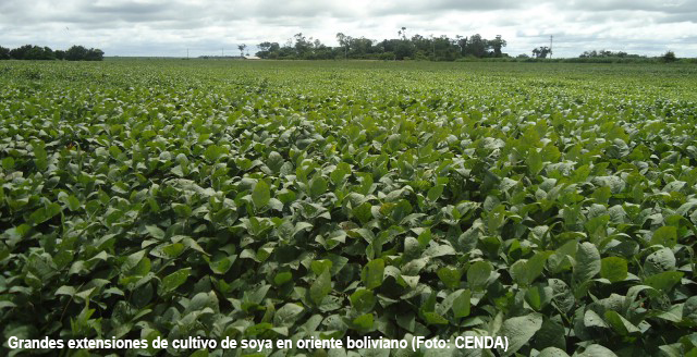 Cultivo de soya en oriente
