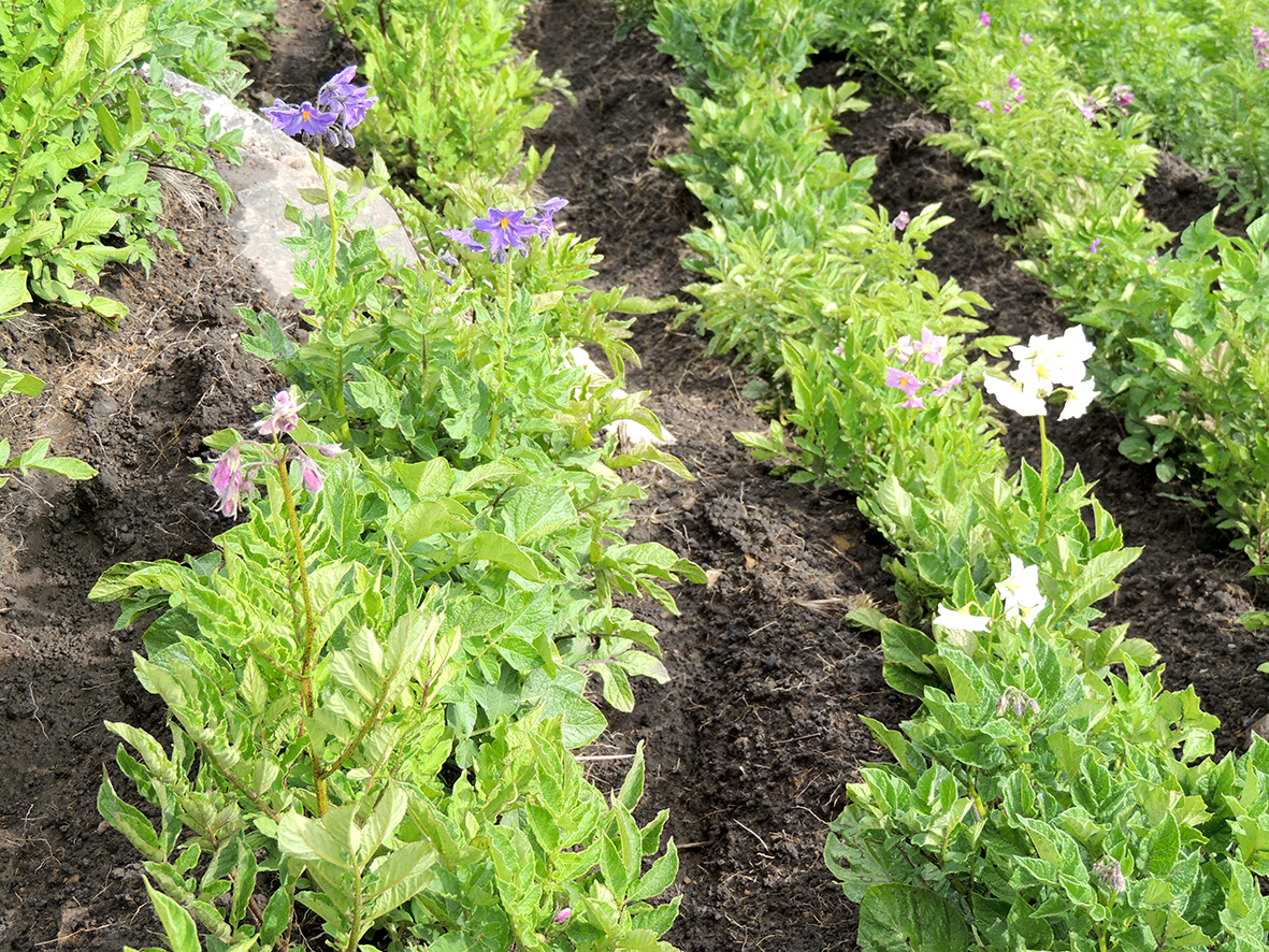 CÑ 175 Flor de papa