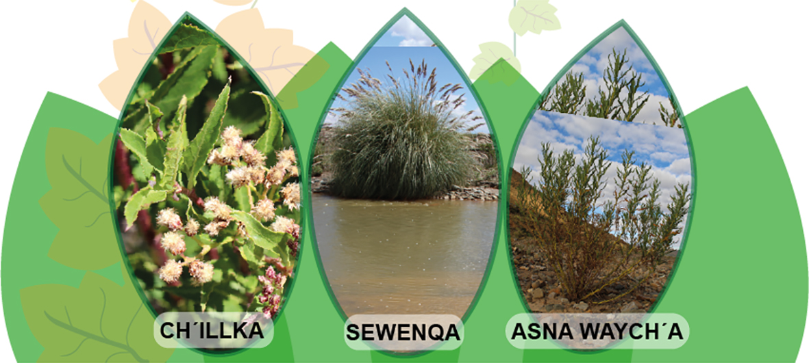 CÑ 175 Plantas restauradoras fotos