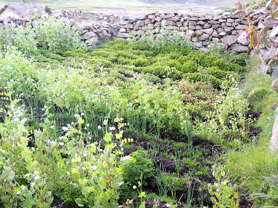 CÑ 179 Diversificar Ayopaya CENDA