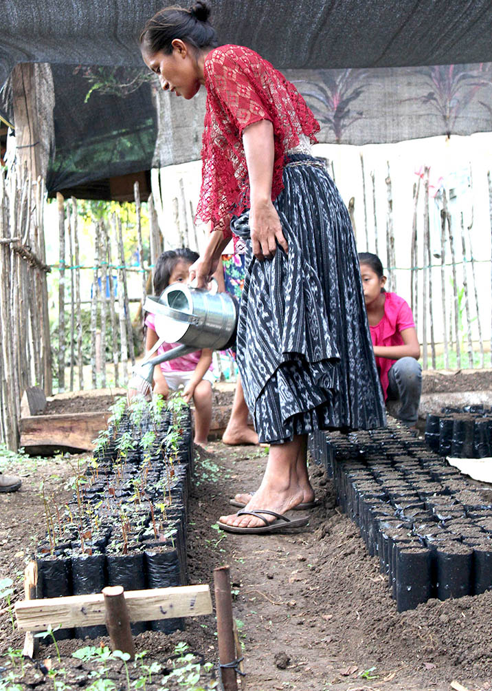 CÑ 179 Mujer guatemala riega viveroPSCVP