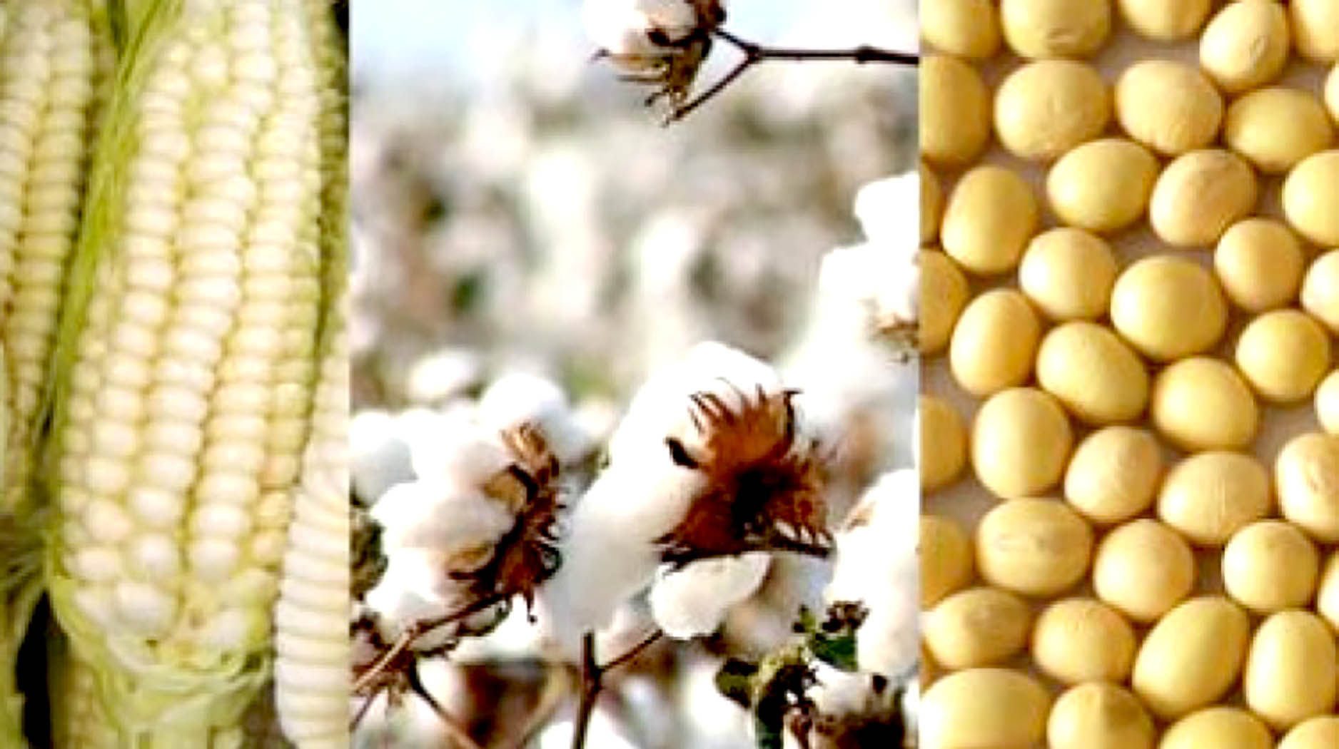 CÑ 179 noticiasfides.com transgénicos