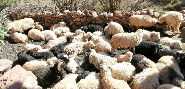 CÑ 180 Genara y sus ovejas