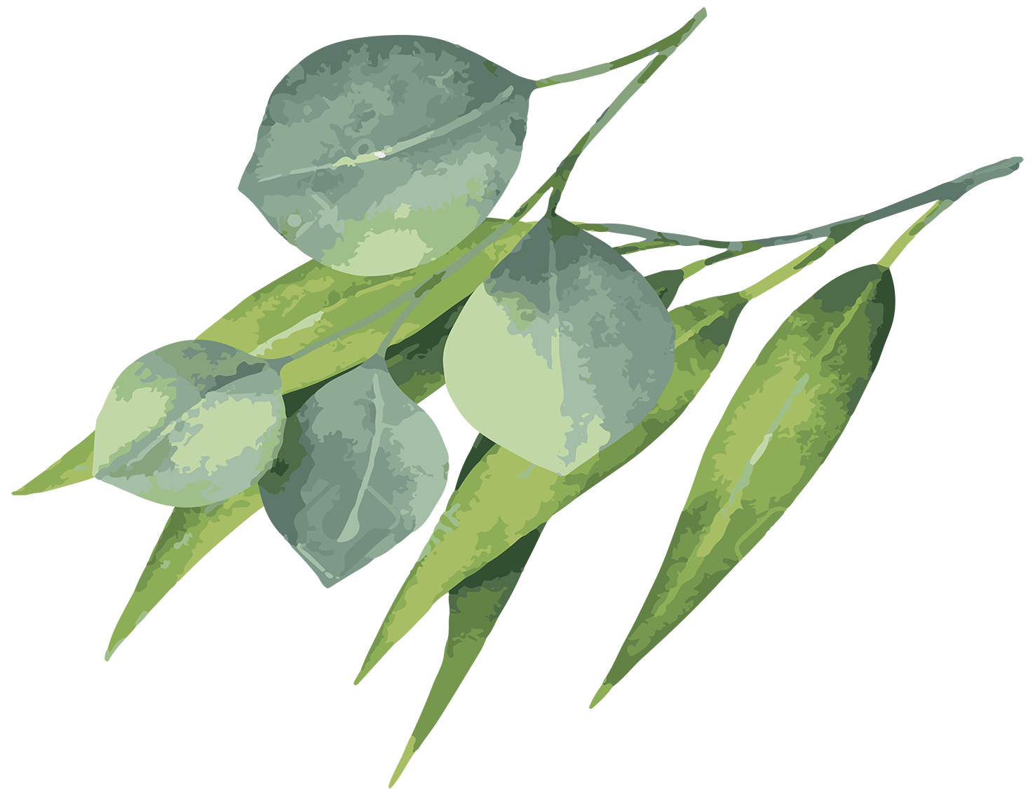 EUCALITO Mesa de trabajo 1