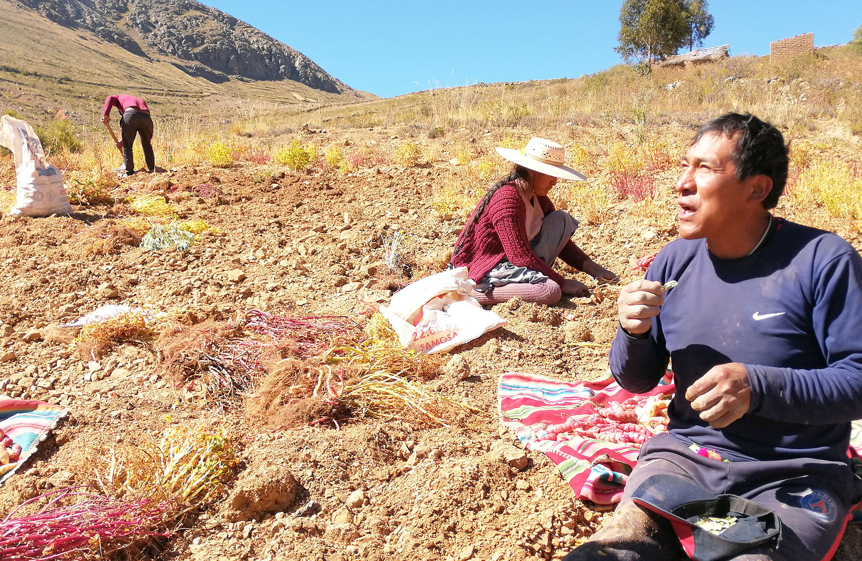Elecciones Donato condori Berenguela NP