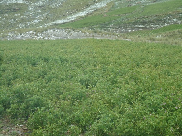 En plena floración de papa