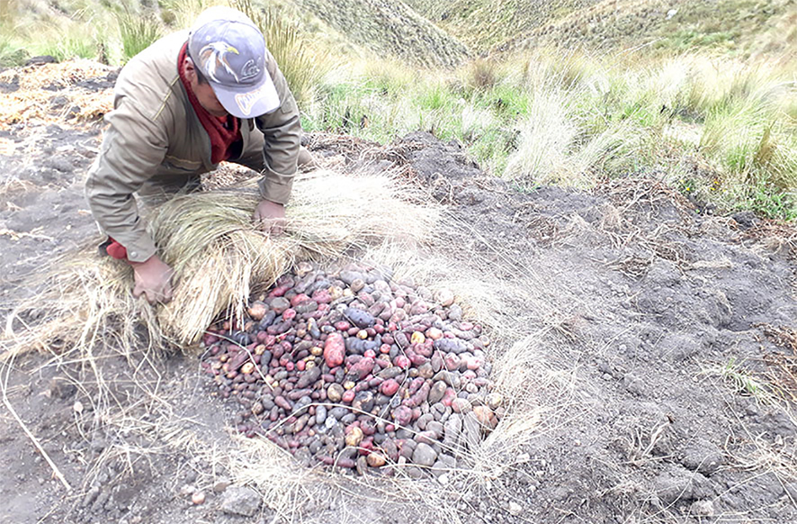 Epifanio cosecha makunku