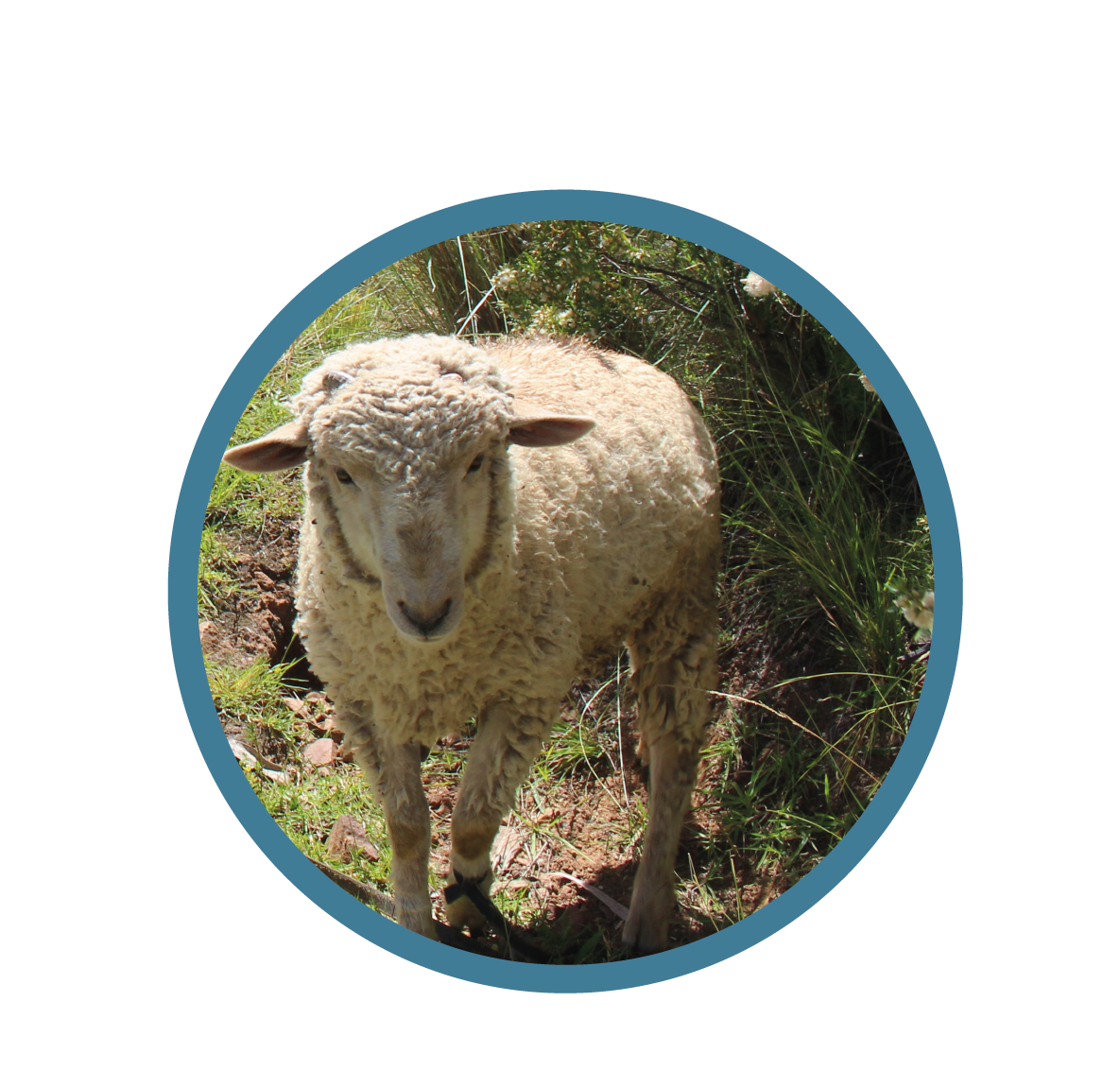 3Testimonio agroquimicos