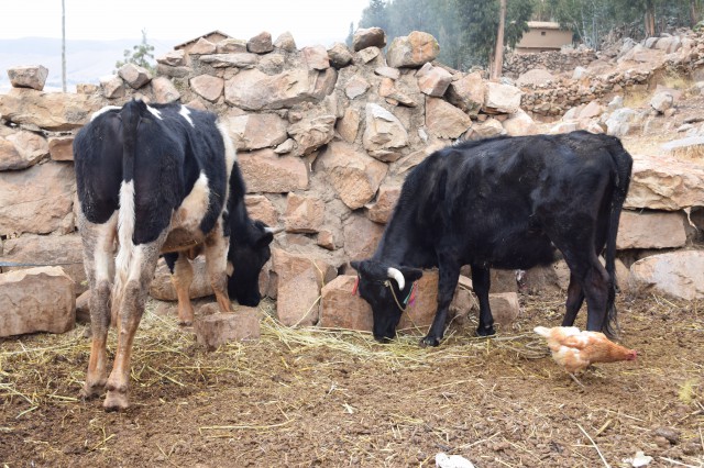 Ganado sufre consecuencias sequia