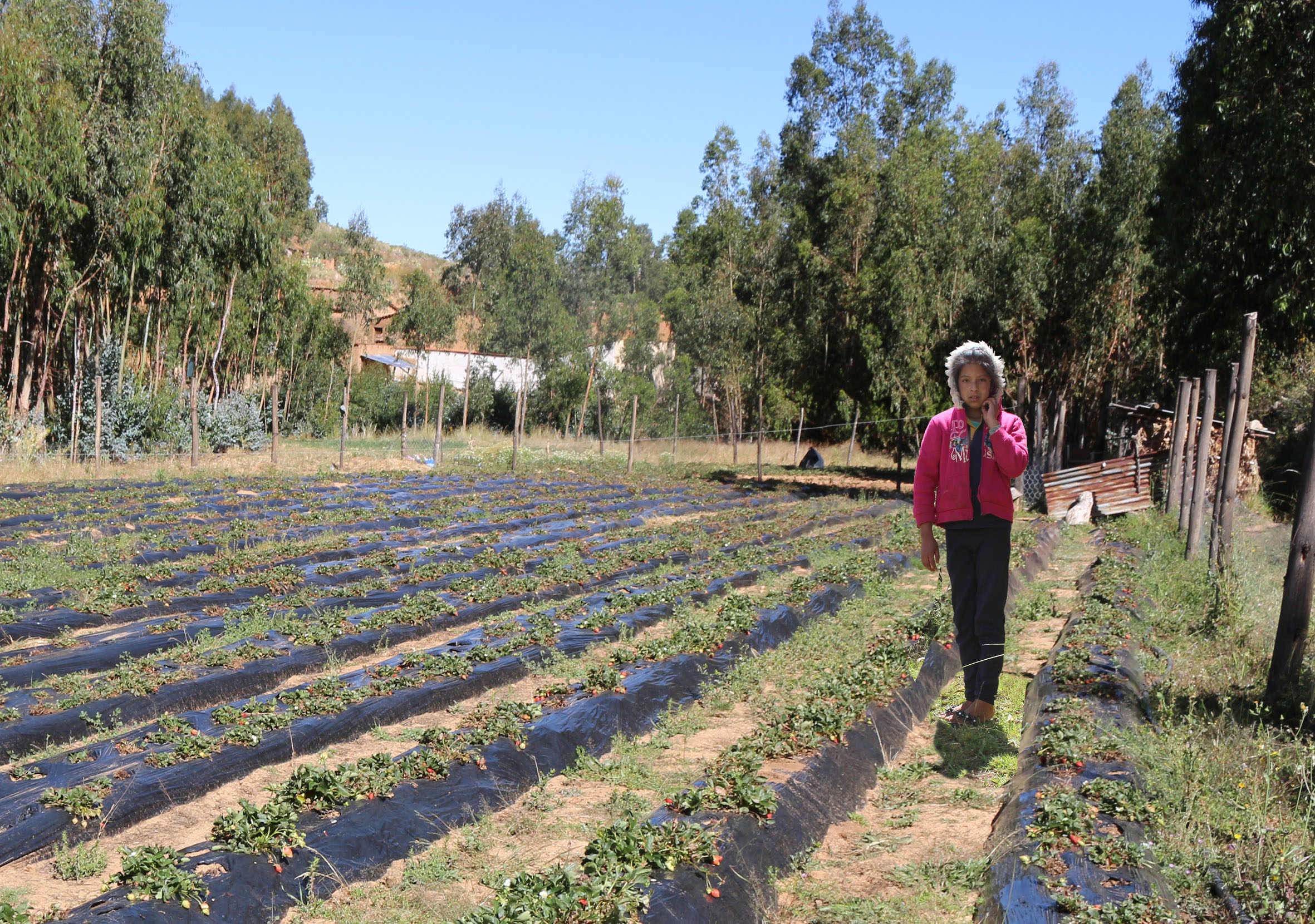 IMAGEN NIÑA FRUTILLLAS