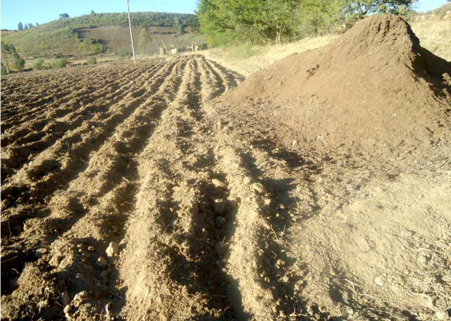 Papa sembrada con wano