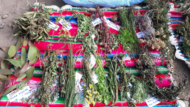 Plantas medicinales cerca