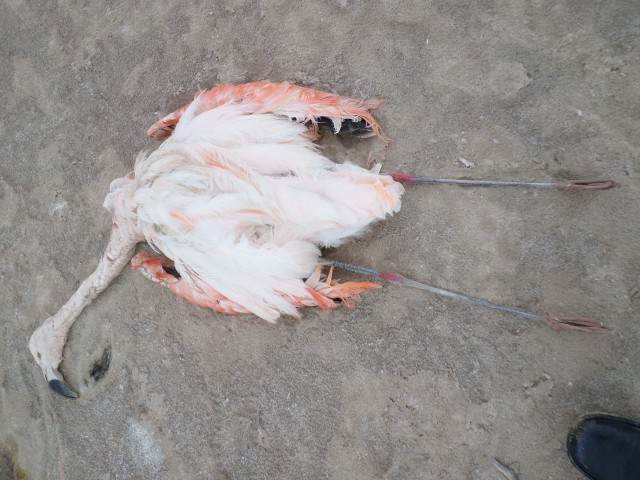 Poopo pariwana muerto