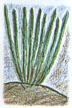 Q 3kimsa kuchu 102005