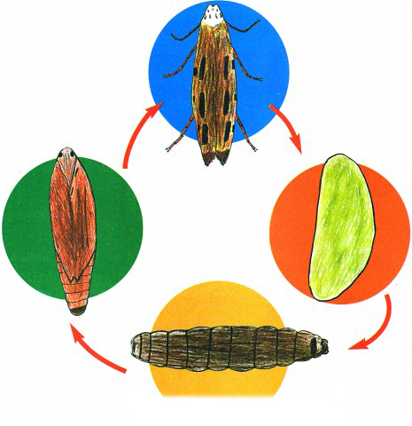 Q ciclo de  la  polilla 102005.jpg