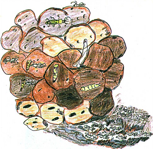 Q papas con  gusanos 102005.jpg