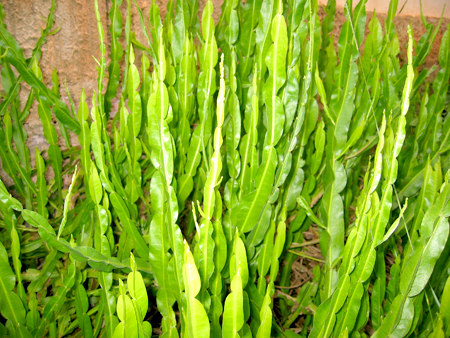 Q planta carqueja 03022015.jpg