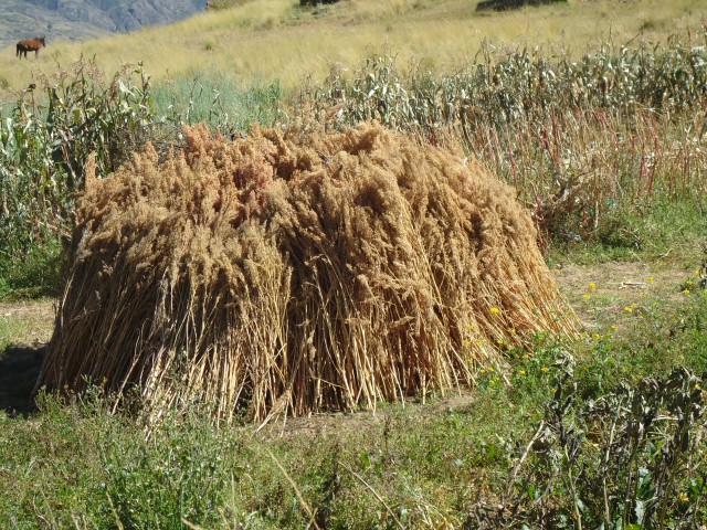 Quinua cosecha