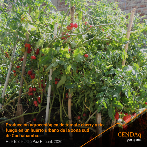 SSA Tomate Cherry de Lidia Paz