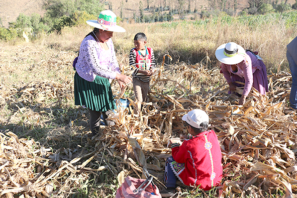 Semillas pocona niños recogen