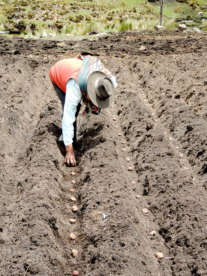Siembra de papa Sebastian CHuta