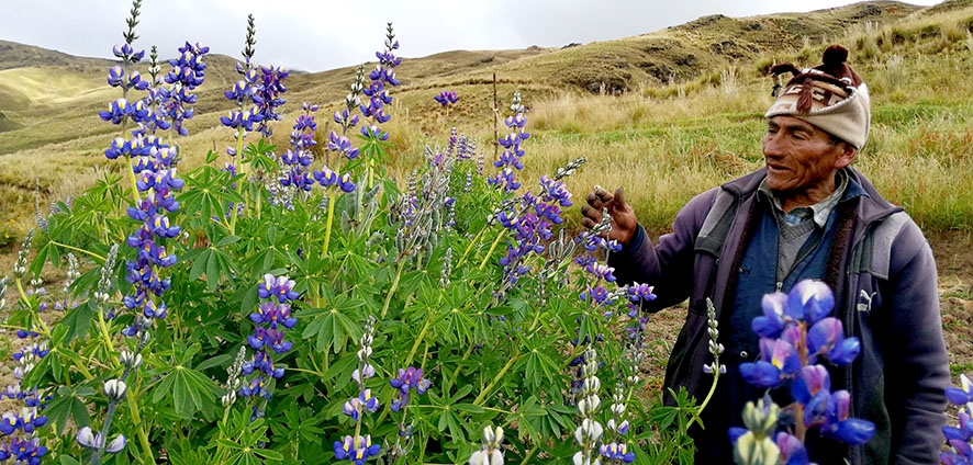 Tarwi con Sebastían Condor Huta