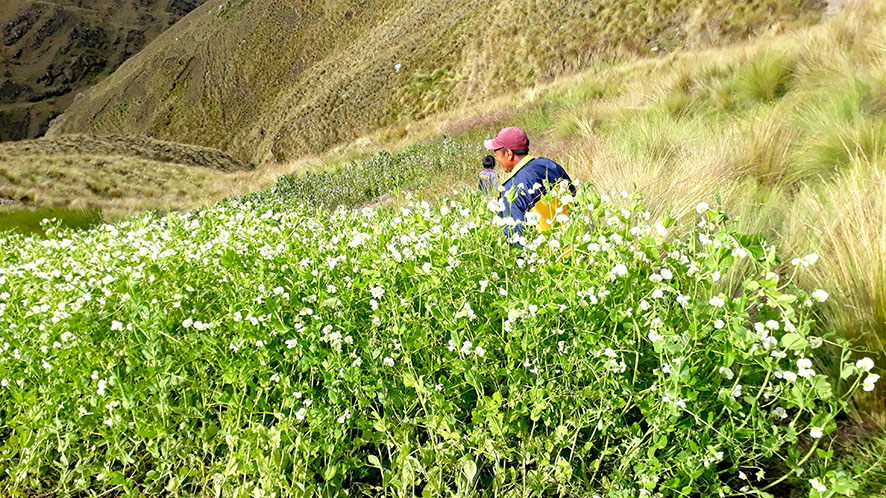 Tarwi solo arveja epifanio