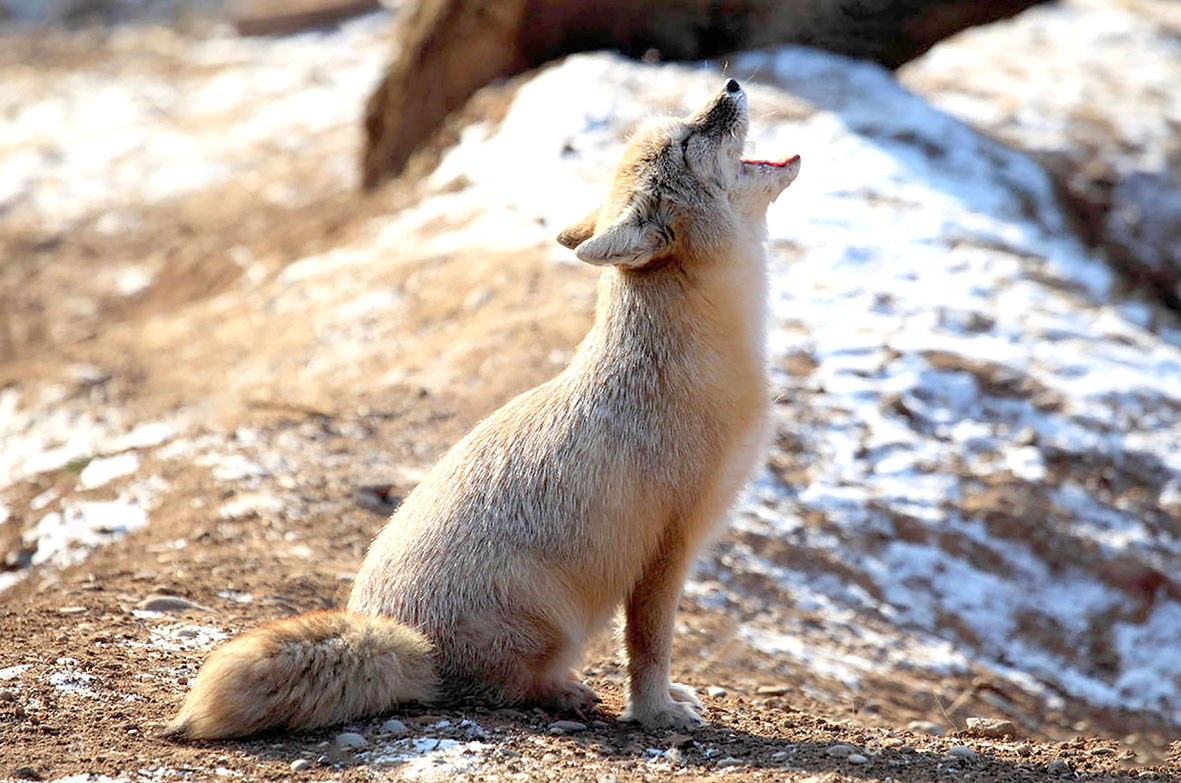 ZORRO SIN MARCA DE AGUA