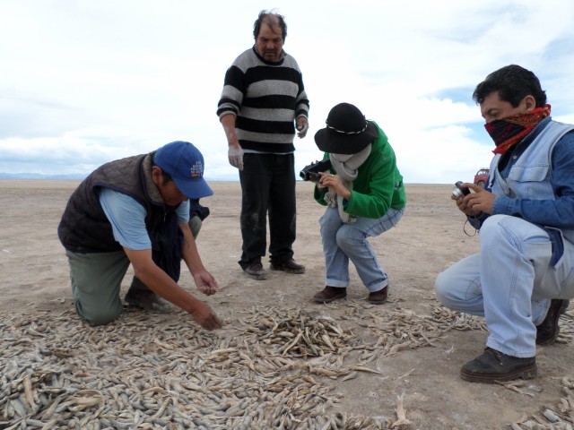 am lago poopó 18122014 19